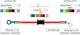 Stainless Steel Brake Line, one-piece, length 151-250cm (length, colour of fittings & shroud freely selectable, incl. copper sealing rings)
